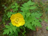 Meconopsis cambrica 5, Schijnpapaver, Saxifraga-Ab H Baas