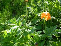 Meconopsis mexicana 2, Saxifraga-Rutger Barendse
