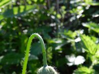 Meconopsis mexicana 3, Saxifraga-Rutger Barendse