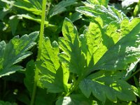 Meconopsis mexicana 4, Saxifraga-Rutger Barendse