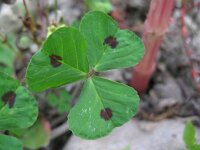 Medicago arabica 12, Gevlekte rupsklaver, Saxifraga-Rutger Barendse