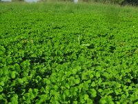 Medicago arabica 14, Gevlekte rupsklaver, Saxifraga-Rutger Barendse