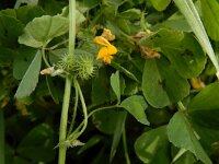 Medicago arabica 15, Gevlekte rupsklaver, Saxifraga-Ed Stikvoort