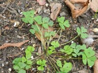 Medicago arabica 17, Gevlekte rupsklaver, Saxifraga-Rutger Barendse