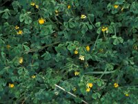 Medicago arabica 18, Gevlekte rupsklaver, Saxifraga-Jan van der Straaten