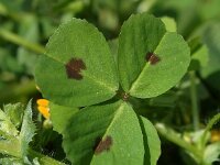 Medicago arabica 20, Gevlekte rupsklaver, Saxifraga-Sonja Bouwman  707. Gevlekte rupsklaver - Medicago arabica - Fabaceae familie (i)