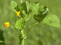 Medicago arabica 4, Gevlekte rupsklaver, Saxifraga-Jan van der Straaten