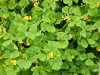 Medicago arabica 5, Gevlekte rupsklaver, Saxifraga-Peter Meininger