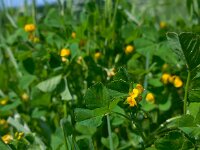 Medicago arabica 9, Gevlekte rupsklaver, Saxifraga-Ed Stikvoort