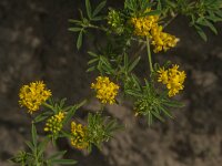 Medicago falcata 11, Sikkelklaver, Saxifraga-Jan van der Straaten