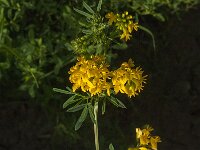 Medicago falcata 12, Sikkelklaver, Saxifraga-Jan van der Straaten