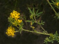 Medicago falcata 14, Sikkelklaver, Saxifraga-Jan van der Straaten