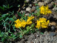 Medicago falcata 16, Sikkelklaver, Saxifraga-Ed Stikvoort
