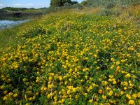 Medicago falcata 18, Sikkelklaver, Saxifraga-Ed Stikvoort