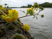 Medicago falcata 19, Sikkelklaver, Saxifraga-Rutger Barendse