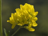 Medicago falcata 2, Sikkelklaver, Saxifraga-Marijke Verhagen