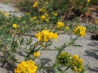 Medicago falcata 22, Sikkelklaver, Saxifraga-Ed Stikvoort