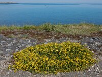 Medicago falcata 24, Sikkelklaver, Saxifraga-Ed Stikvoort