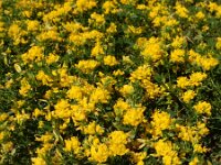 Medicago falcata 26, Sikkelklaver, Saxifraga-Ed Stikvoort