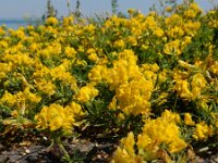 Medicago falcata 27, Sikkelklaver, Saxifraga-Ed Stikvoort