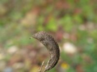 Medicago falcata 29, Sikkelklaver, Saxifraga-Rutger Barendse