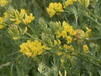 Medicago falcata 30, Sikkelklaver, Saxifraga-Willem van Kruijsbergen