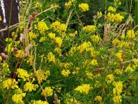 Medicago falcata 35, Sikkelklaver, Saxifraga-Hans Grotenhuis