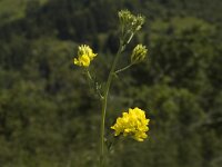 Medicago falcata 4, Sikkelklaver, Saxifraga-Marijke Verhagen