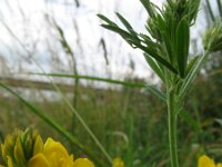 Medicago falcata 5, Sikkelklaver, Saxifraga-Rutger Barendse