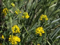 Medicago falcata 7, Sikkelklaver, Saxifraga-Peter Meininger