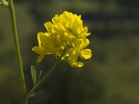 Medicago falcata 1, Sikkelklaver, Saxifraga-Marijke Verhagen