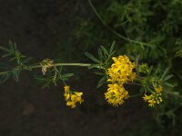 Medicago falcata 10, Sikkelklaver, Saxifraga-Jan van der Straaten