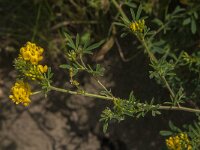 Medicago falcata 13, Sikkelklaver, Saxifraga-Jan van der Straaten