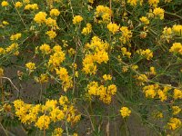 Medicago falcata 15, Sikkelklaver, Saxifraga-Peter Meininger