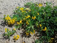 Medicago falcata 17, Sikkelklaver, Saxifraga-Ed Stikvoort