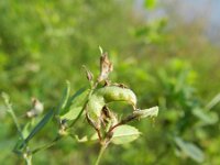 Medicago falcata 20, Sikkelklaver, Saxifraga-Rutger Barendse