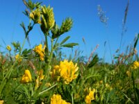 Medicago falcata 21, Sikkelklaver, Saxifraga-Ed Stikvoort