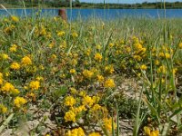 Medicago falcata 23, Sikkelklaver, Saxifraga-Ed Stikvoort