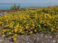 Medicago falcata 25, Sikkelklaver, Saxifraga-Ed Stikvoort