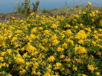 Medicago falcata 28, Sikkelklaver, Saxifraga-Ed Stikvoort