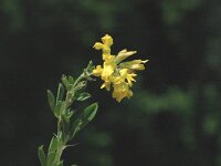 Medicago falcata 3, Sikkelklaver, Saxifraga-Marijke Verhagen