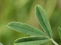 Medicago falcata 32, Sikkelklaver, Saxifraga-Sonja Bouwman