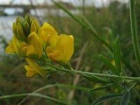 Medicago falcata 6, Sikkelklaver, Saxifraga-Rutger Barendse