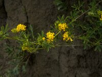 Medicago falcata 8, Sikkelklaver, Saxifraga-Jan van der Straaten