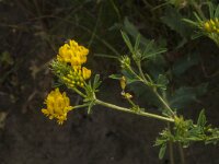Medicago falcata 9, Sikkelklaver, Saxifraga-Jan van der Straaten