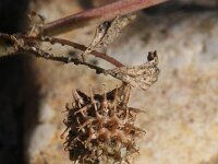 Medicago laciniata 2, Saxifraga-Rutger Barendse