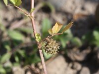 Medicago laciniata 3, Saxifraga-Rutger Barendse