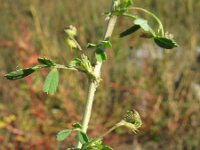 Medicago laciniata 4, Saxifraga-Rutger Barendse