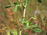 Medicago laciniata 5, Saxifraga-Rutger Barendse