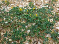 Medicago littoralis 10, Saxifraga-Ed Stikvoort
